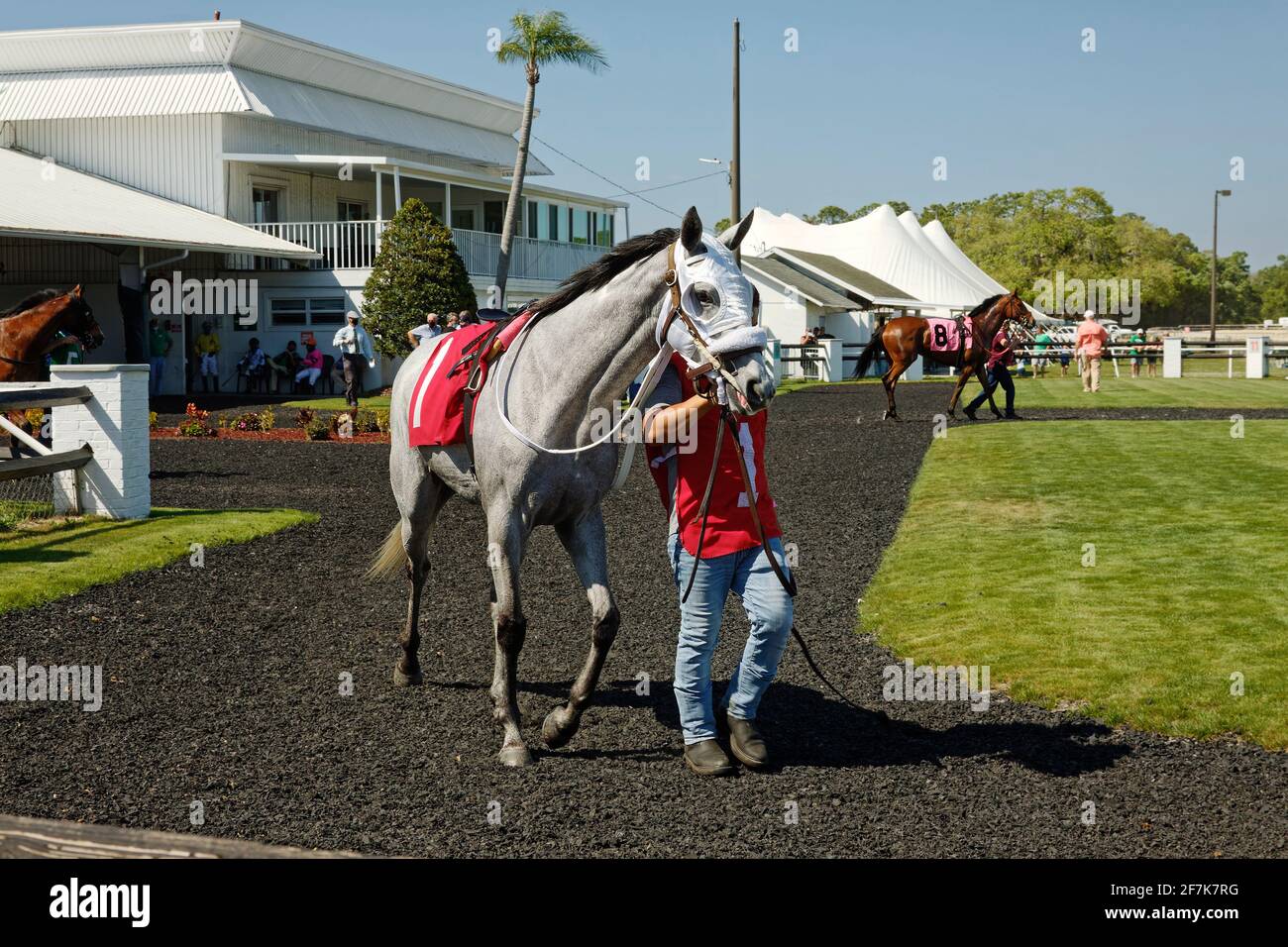 racetrack scene, paddock area, horses walking, animals, thoroughbreds, people, sport, competition, Tampa Bay Downs, Florida, Tampa, FL, spring Stock Photo