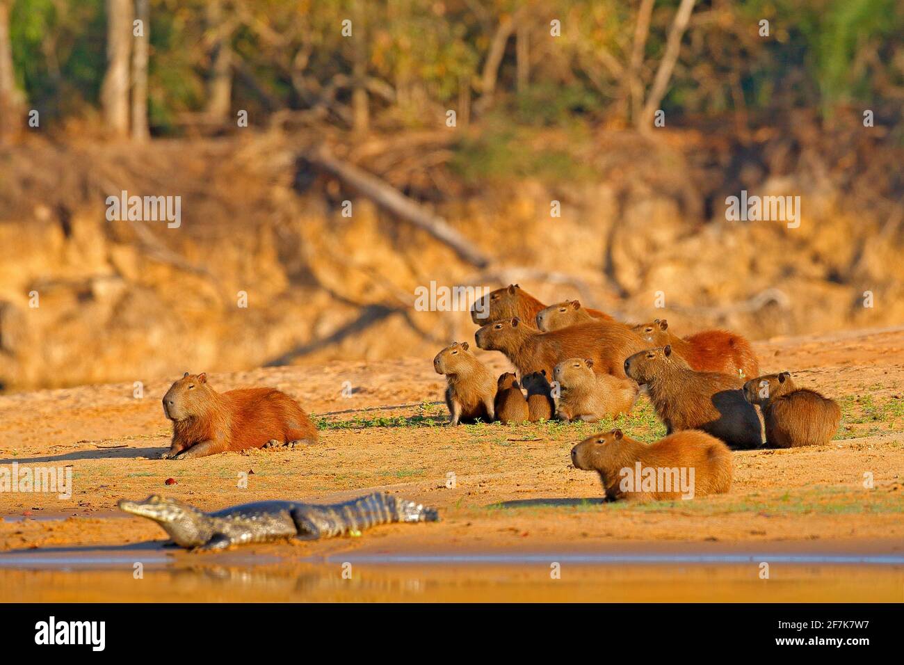 Pantanal caiman capybara hi-res stock photography and images - Alamy