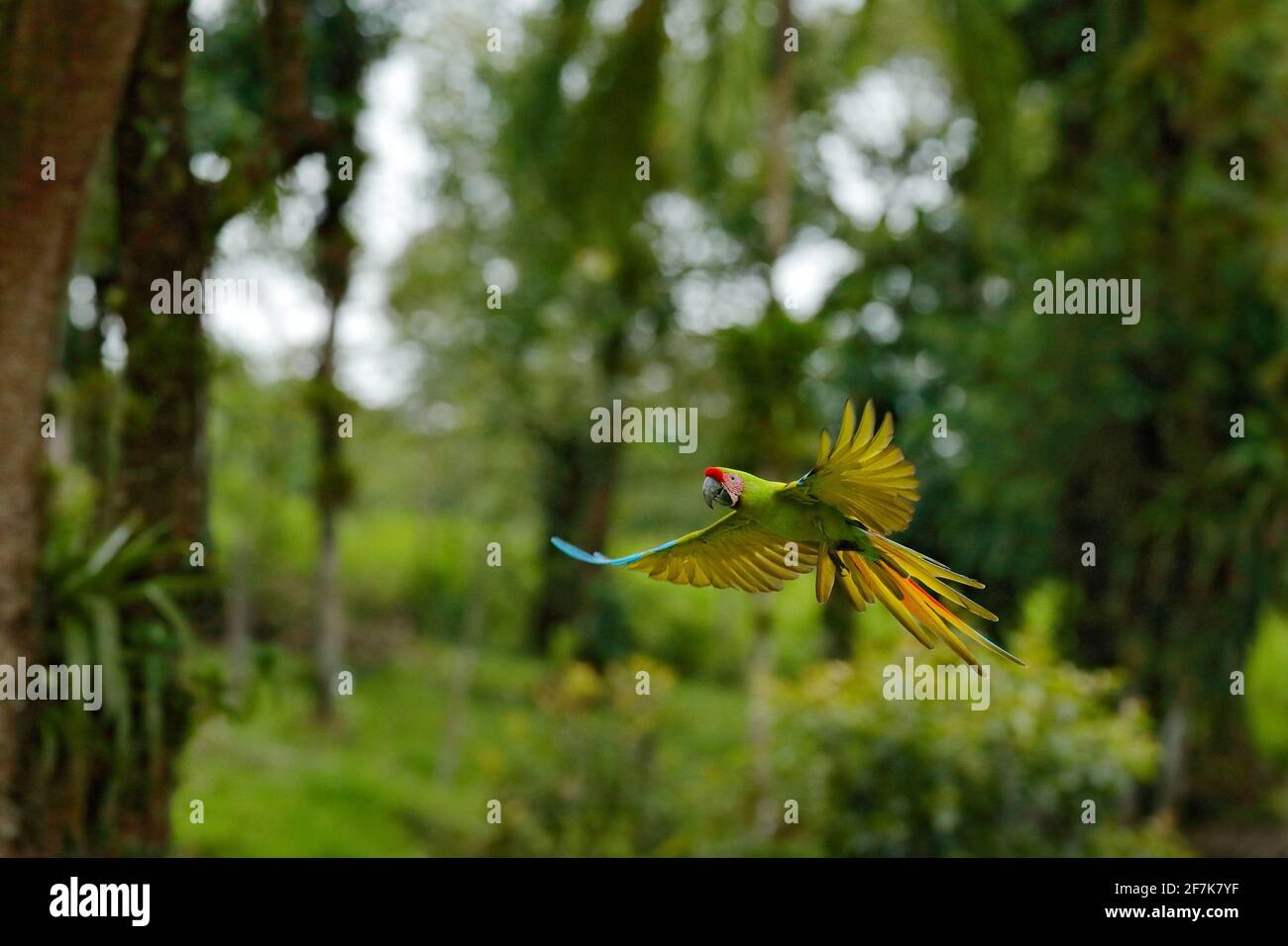 Big parrot in habitat. Endangered parrot, Great green macaw, Ara ambiguus, also known as Buffon's macaw. Wild tropical forest bird, flying with outstr Stock Photo