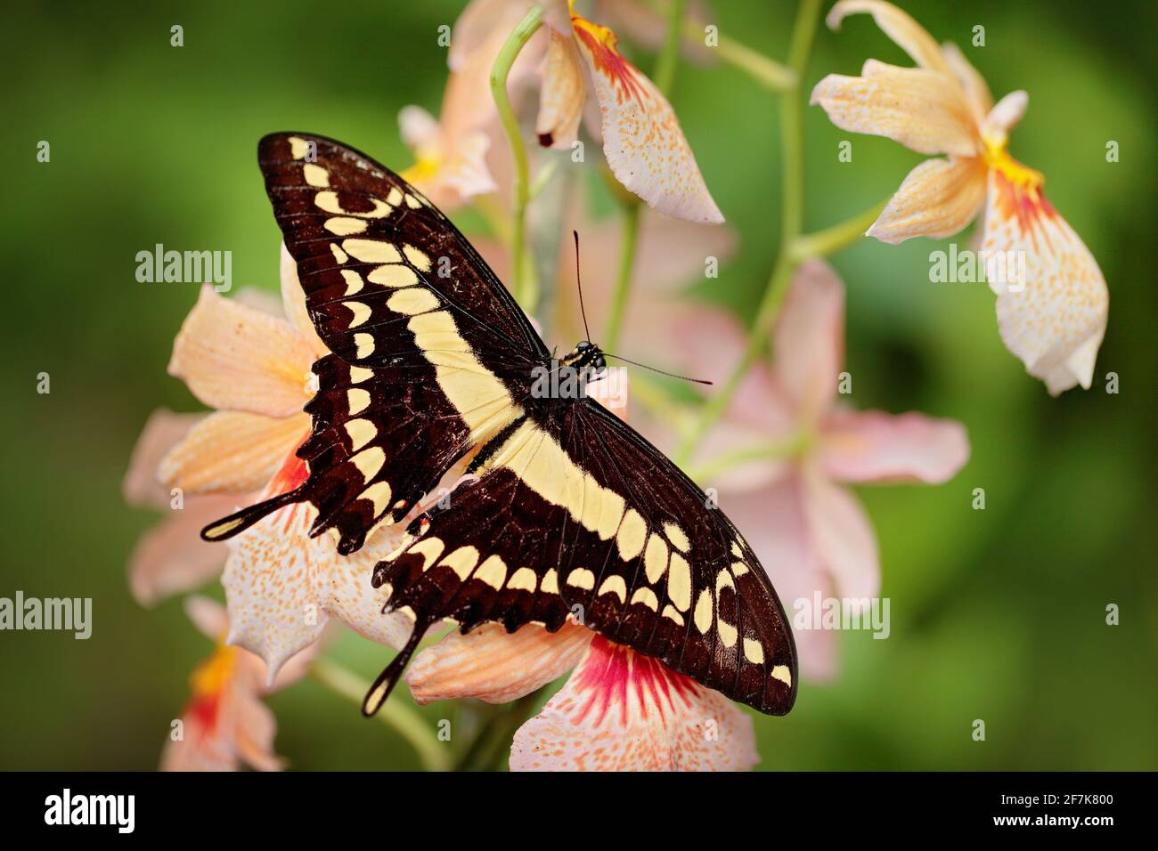 Butterfly on the white orchid. Insect in green forest vegetation. Giant Swallow Tail, Papilio thoas nealces, beautiful butterfly from Mexico sitting o Stock Photo