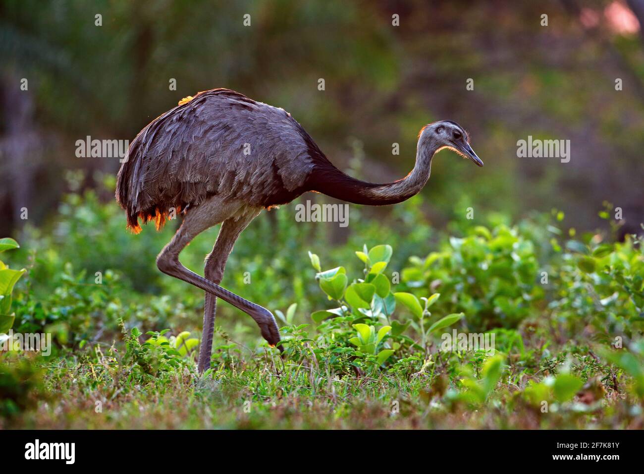 Greater Rhea, Rhea americana, big bird with fluffy feathers, animal in ...