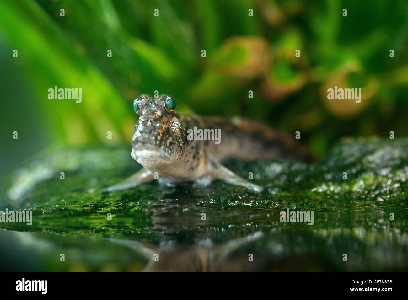 Atlantic mudskipper, Periophthalmus barbarus, fish in the green water