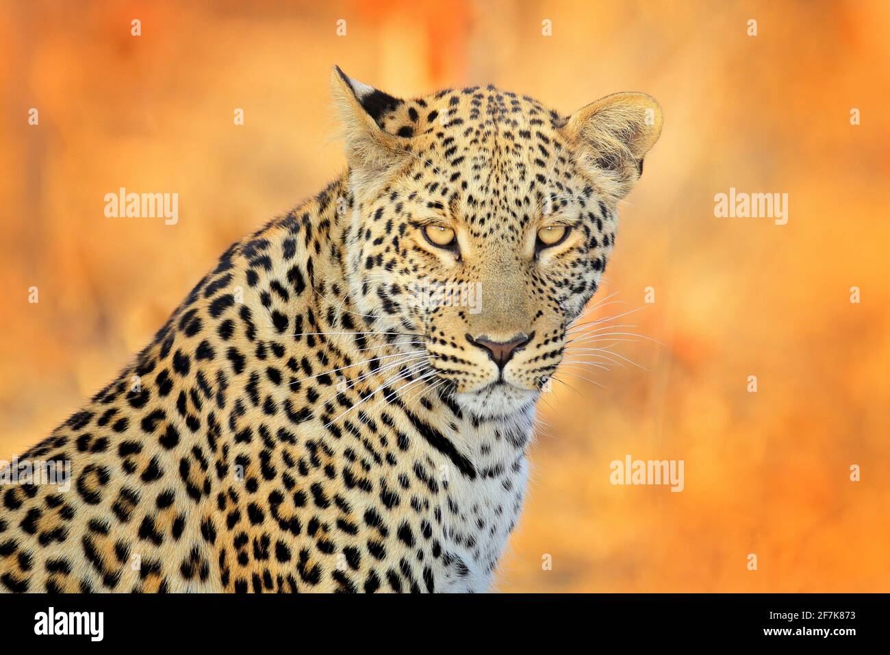Zimbabwe wildlife hi-res stock photography and images - Alamy