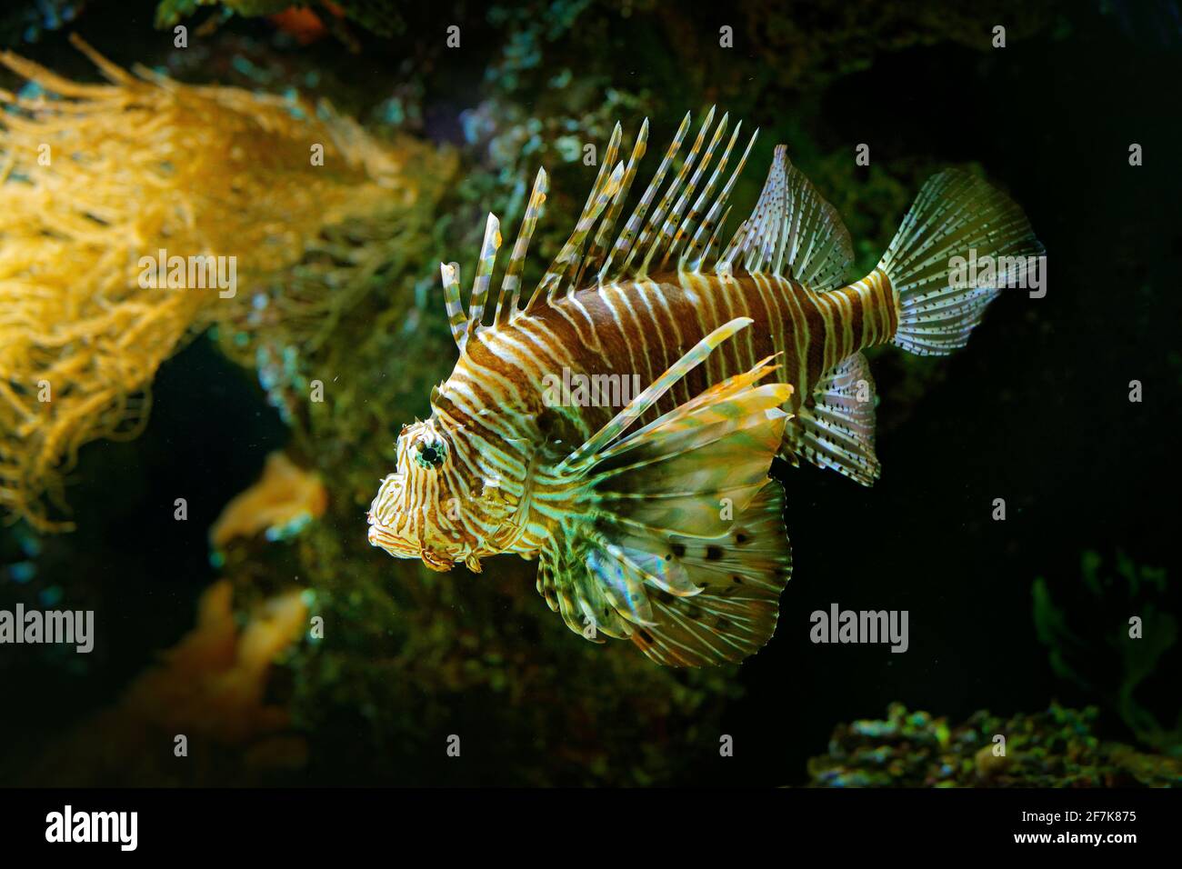 Pterois volitans, Red Lionfish, danger poison fish in the sea water. Lion fish in the nature ocean habitat. Stock Photo