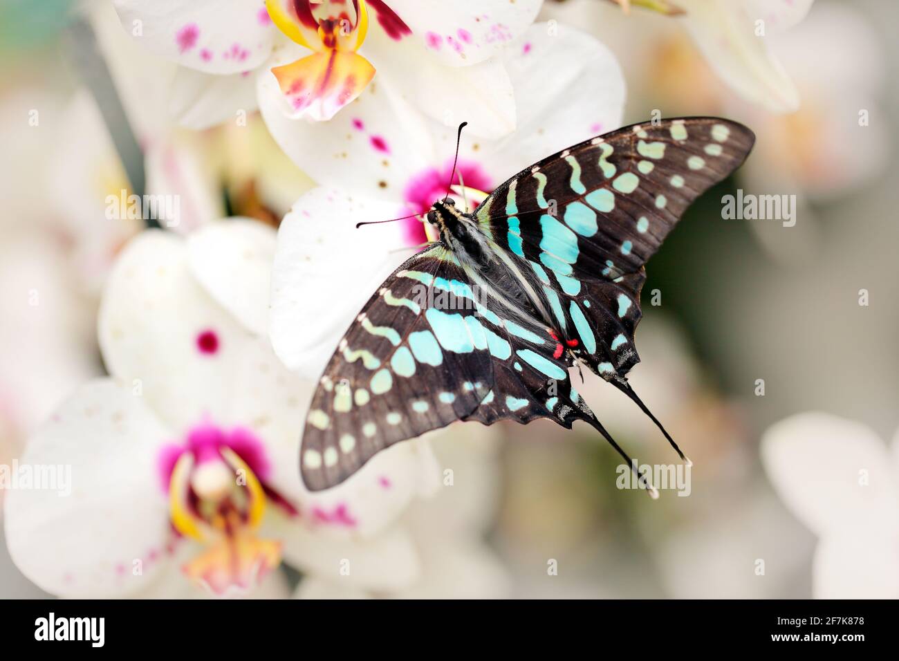 Butterfly Graphium antheus, Large striped swordtail, sitting on white orchid. Beautiful insect from tropic forest in Uganda, Africa. Orchid bloom with Stock Photo