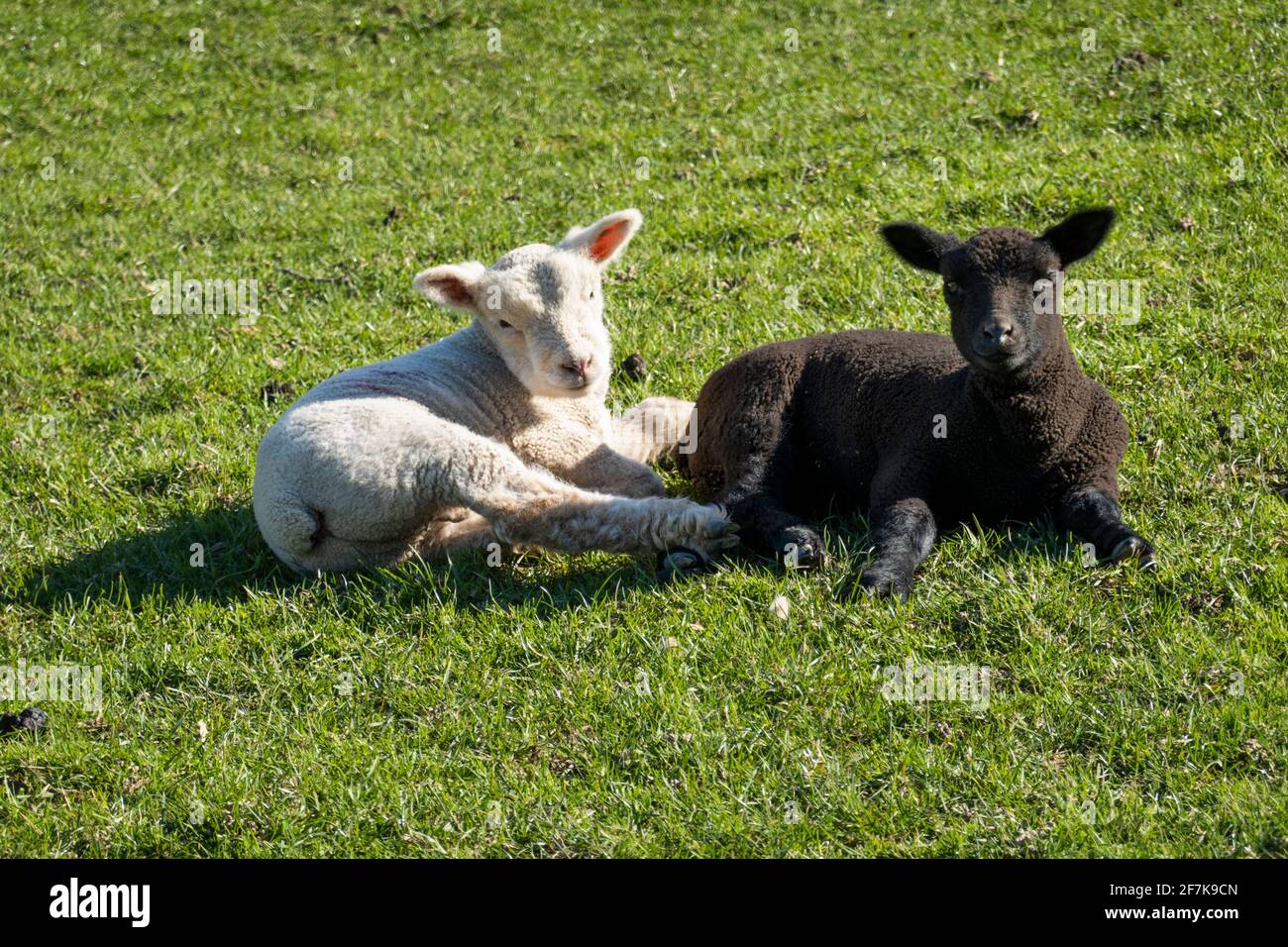 Black and white spring born lambs lying down in green field Stock Photo