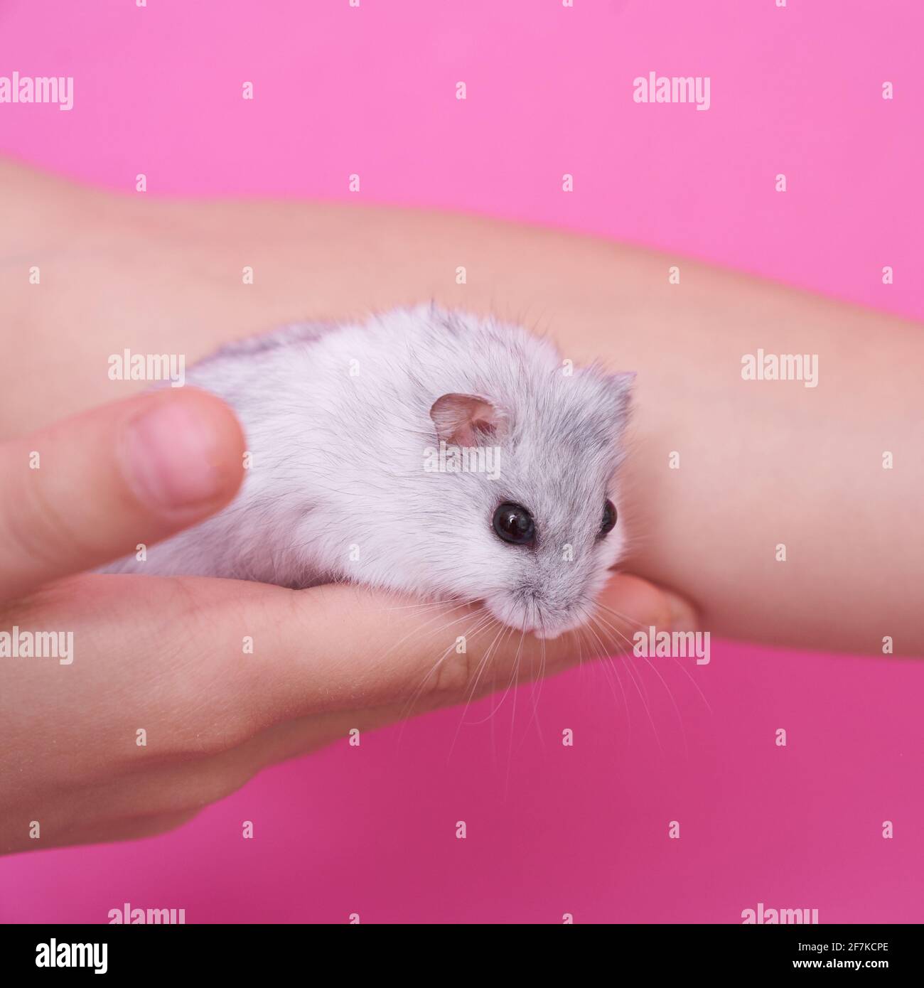 Holding a best sale hamster
