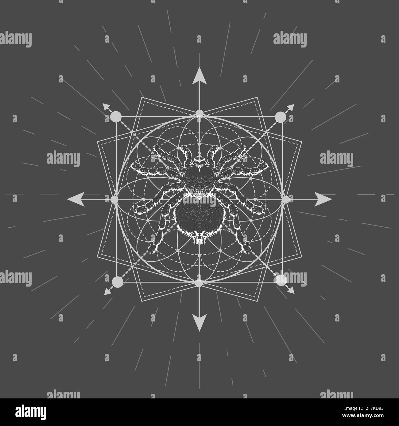 Vector illustration with hand drawn Spider Tarantula and Sacred geometric symbol on black background. Abstract mystic sign. White linear shape. For yo Stock Vector