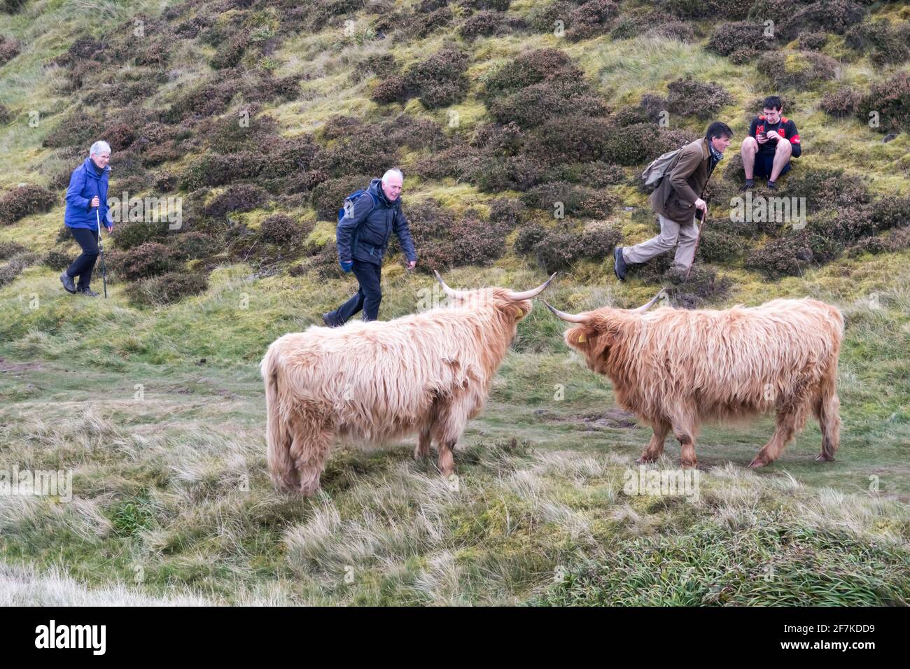 People walking close to big highland cows Stock Photo - Alamy