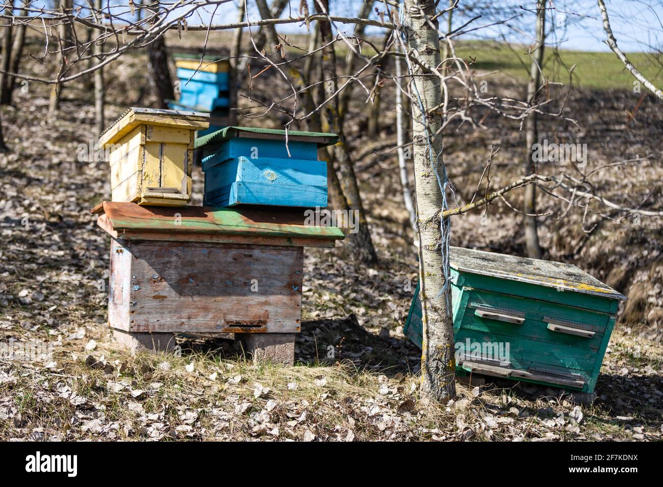 Beehives in a field with trees, hives. Stock Photo