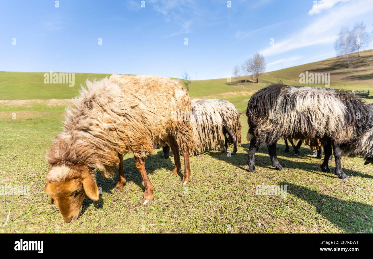 flock of sheep on green grass field background spring Stock Photo