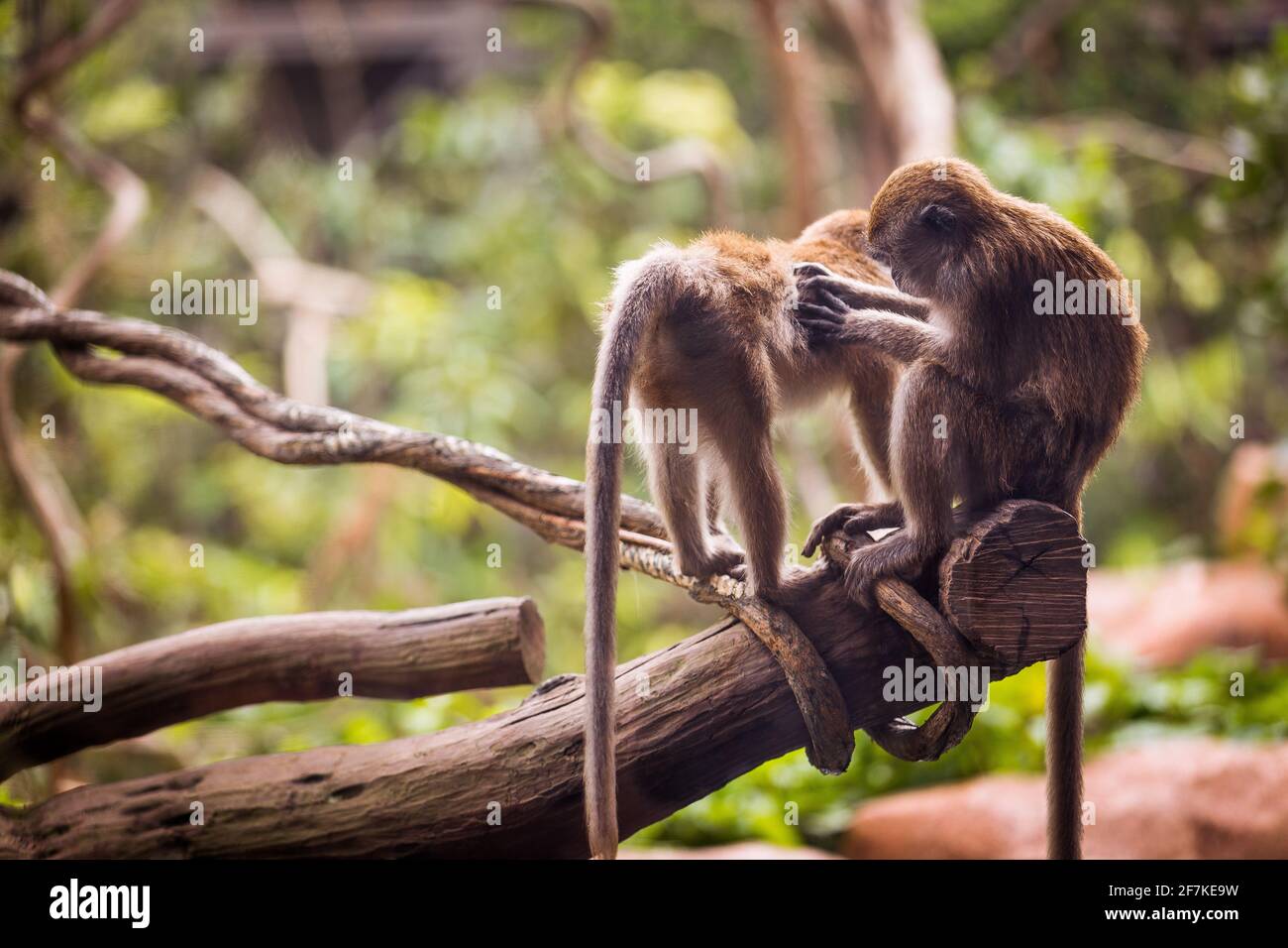 One monkey grooming and picking bugs on another monkey. Stock Photo