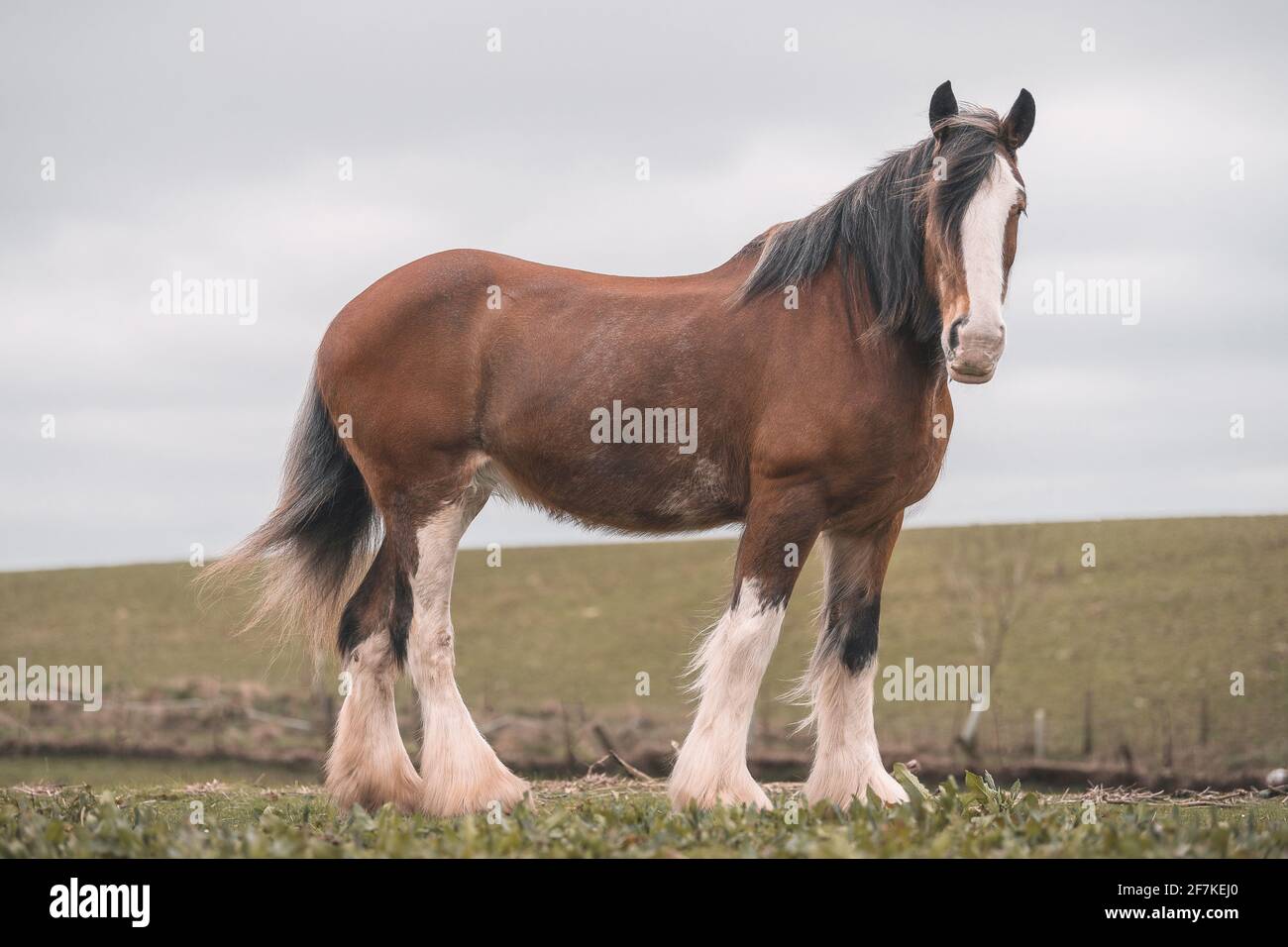 Clydesdale horse head hi-res stock photography and images - Alamy