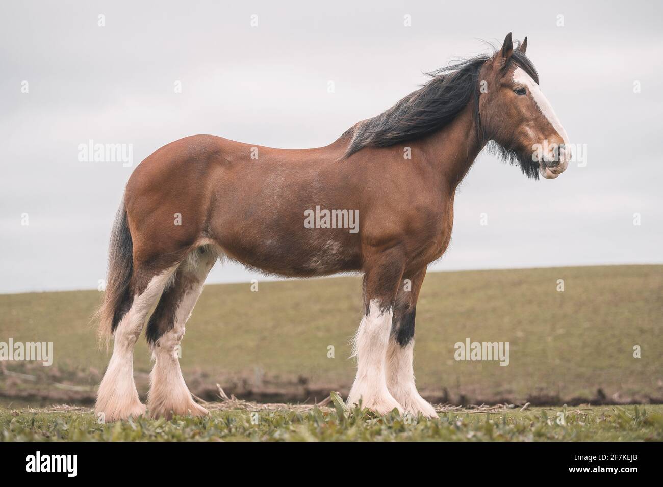 Clydesdale Heavy Horse in Field Stock Photo Alamy