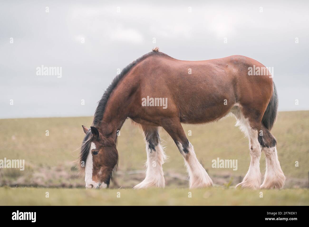 Clydesdale horse head hires stock photography and images Alamy