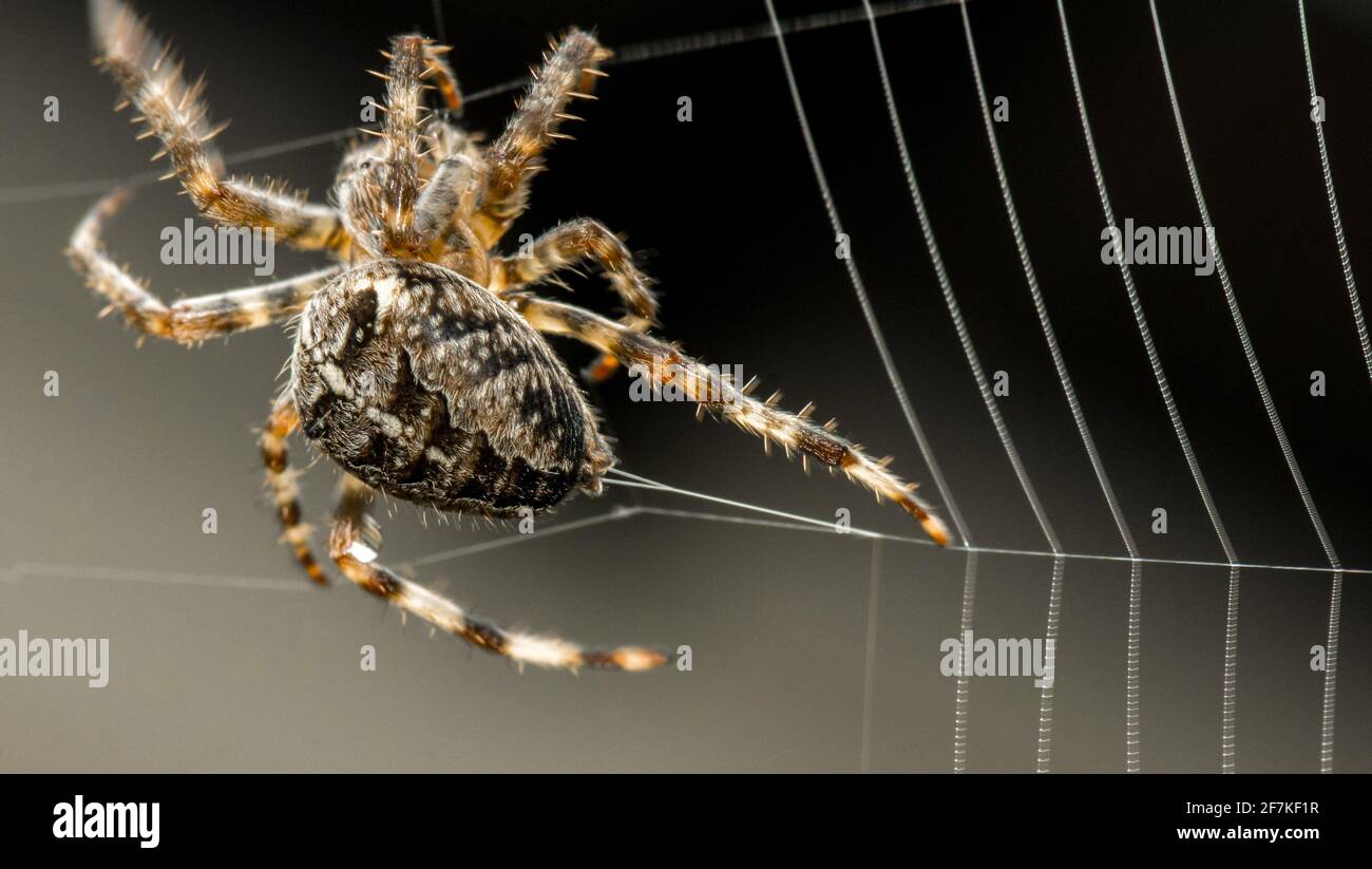 macro spider building web with close up of spinnerets Stock Photo