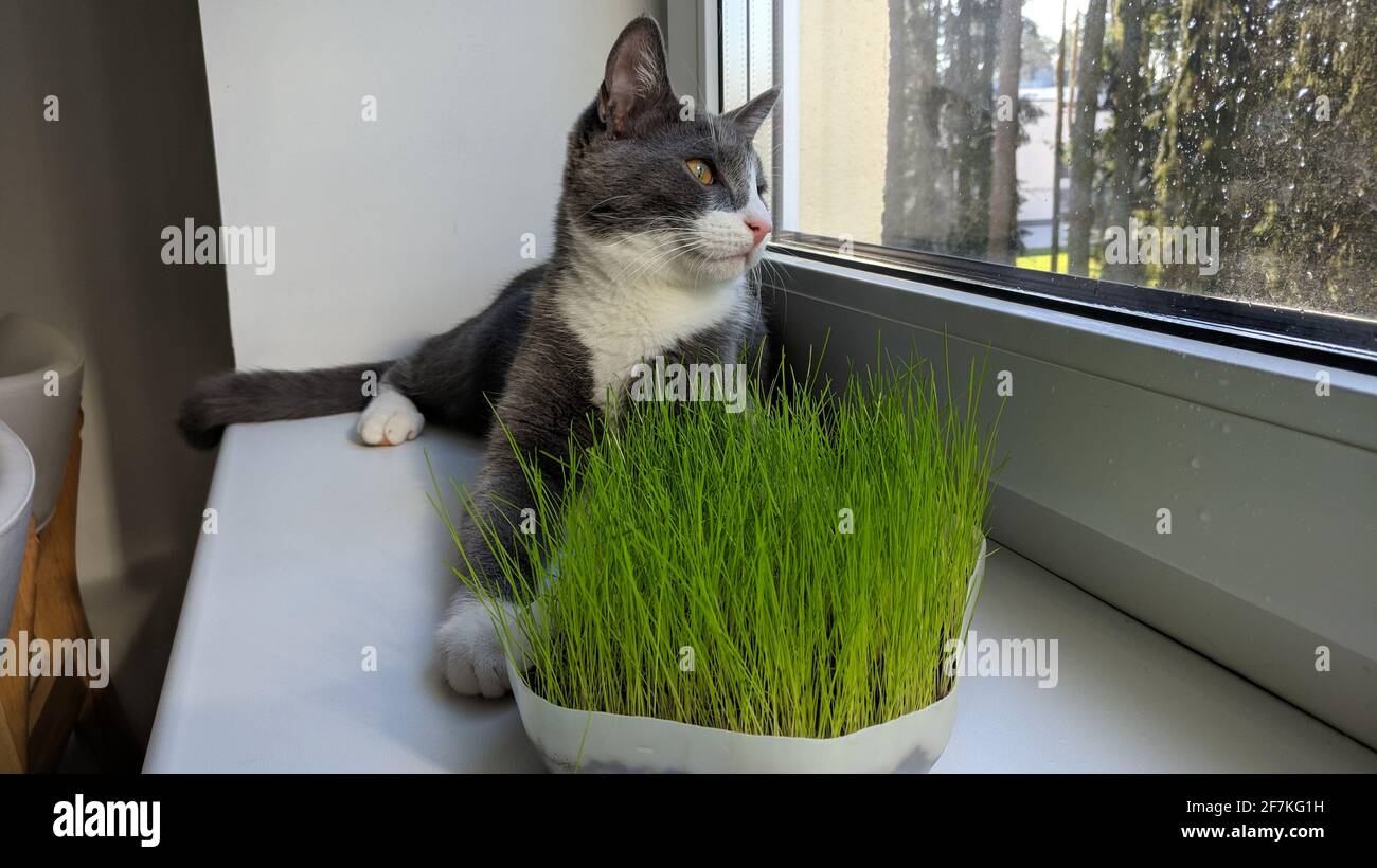 grass cat bed