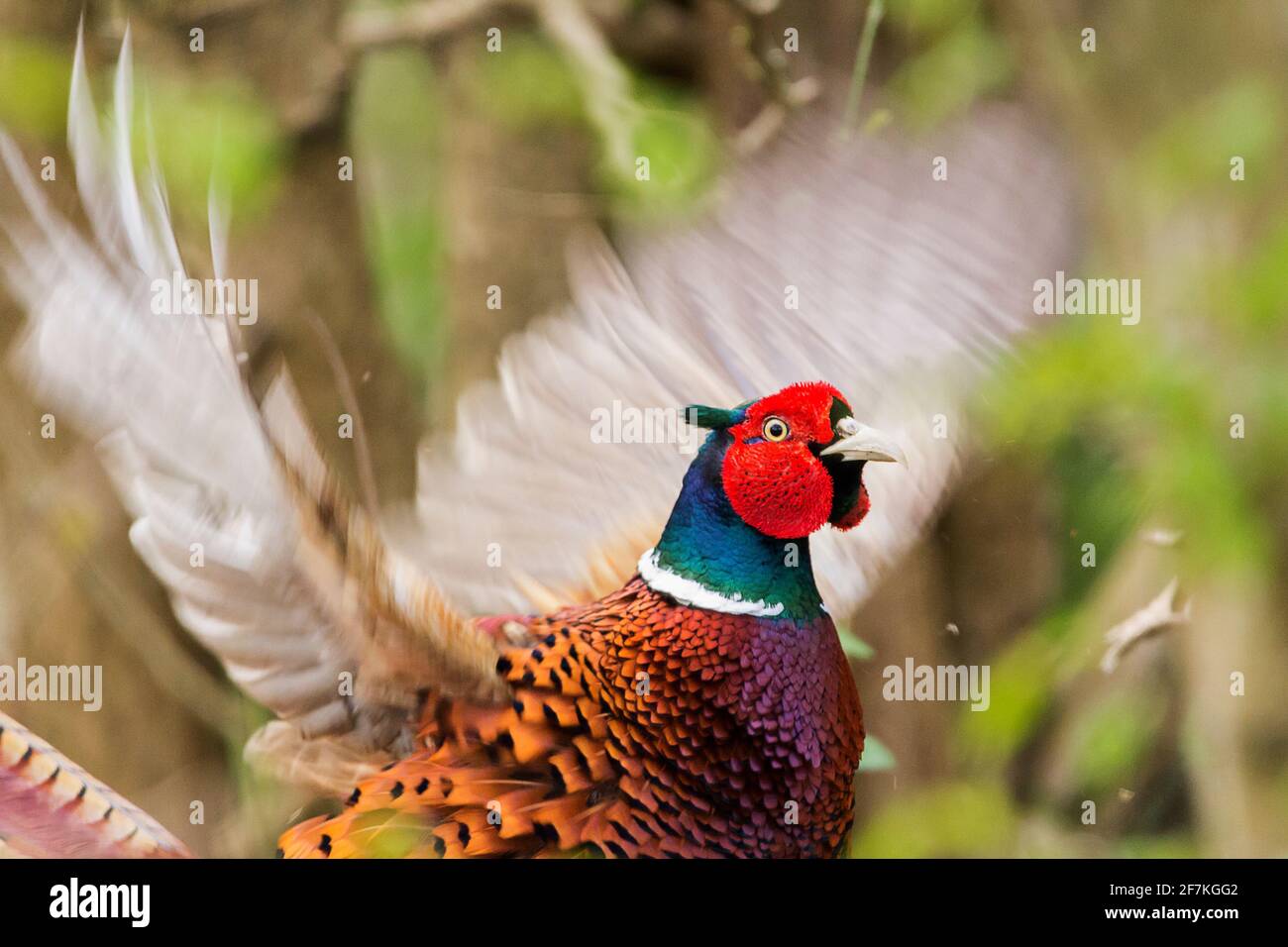 Pheasant male Phasianus colchicus red wattle green blue sheen on head and neck white collar copper orange brown plumage long tail here flapping wings Stock Photo