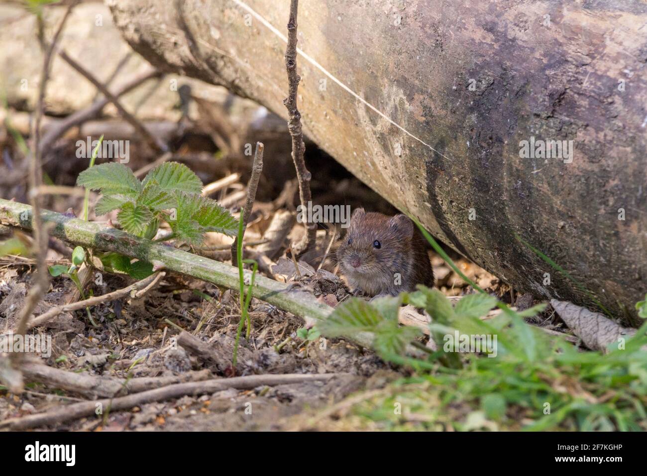 Bank vole Clethrionomys glareolus reddish brown fur short furry tail chubby appearance blunt nose small eyes and ears grey underside in bird hide Stock Photo