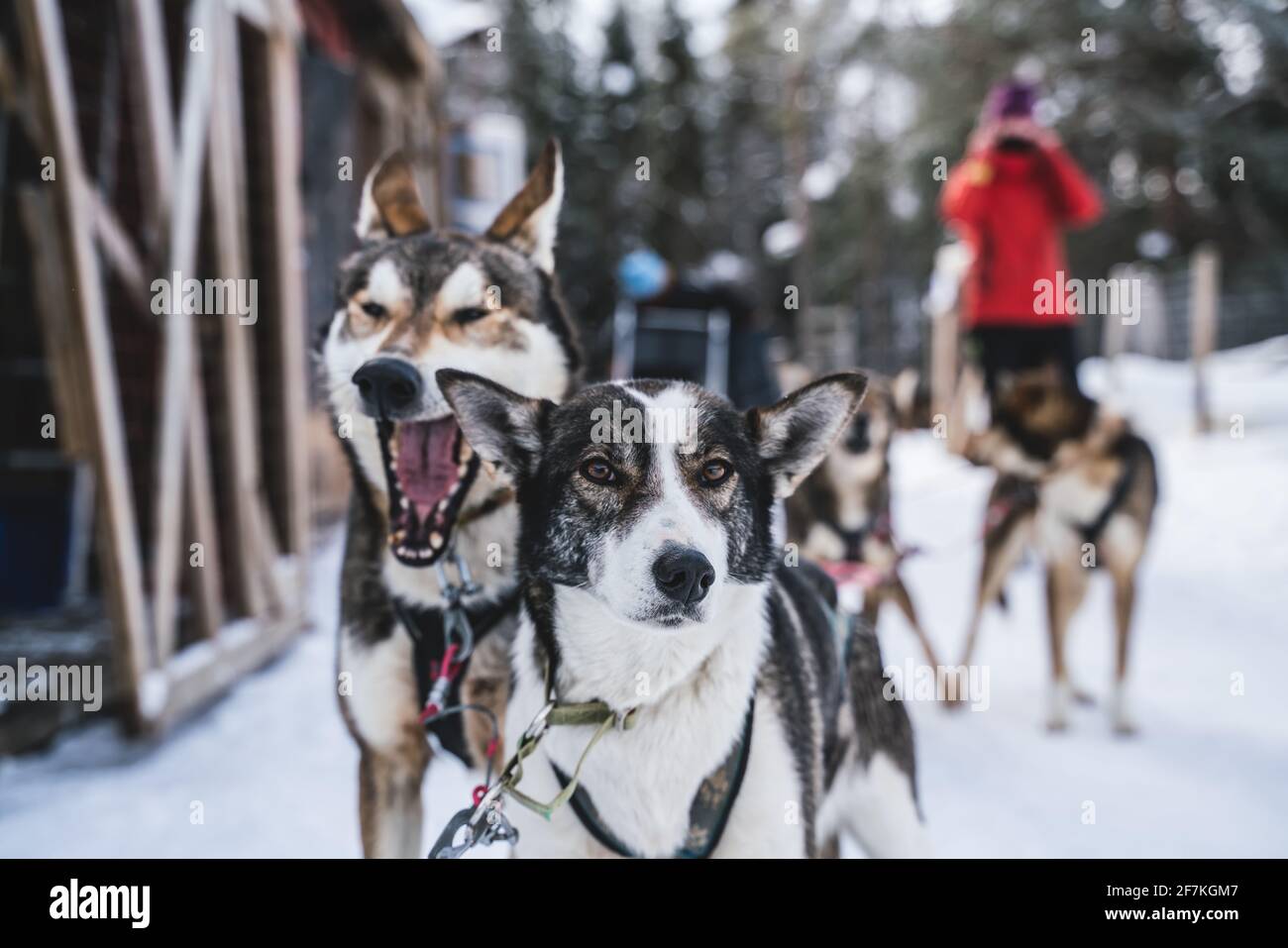 Happy and eager Alaskan husky sled dogs ready for action on a cold winters day. Stock Photo