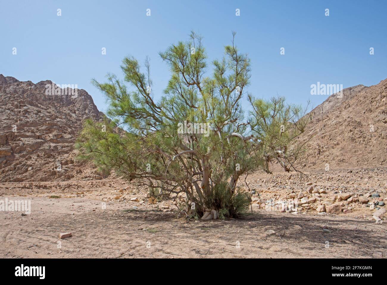 Landscape scenic view of desolate barren eastern desert in Egypt with lone acacia tree and mountains Stock Photo