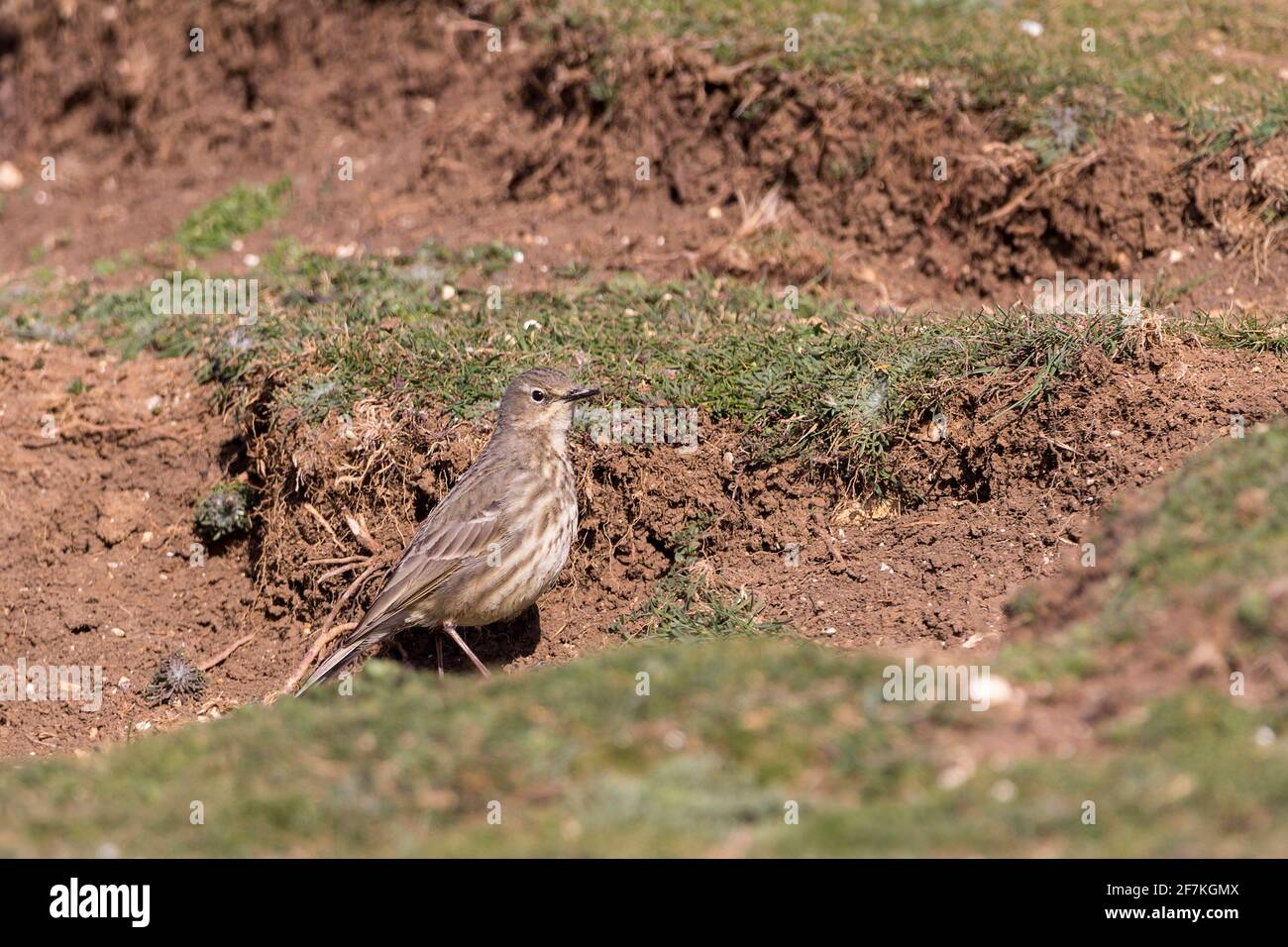Meadow pipit Anthus pratensis olive brown streaky plumage with pale streaky underside pale stripe over eye white belly and white sides on tail Stock Photo