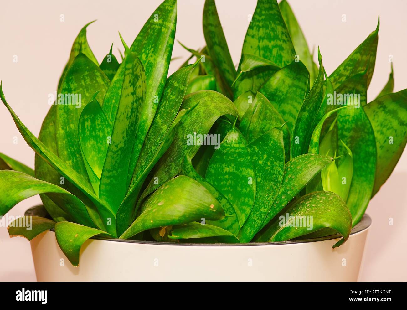 a green flower growing in a white pot Stock Photo