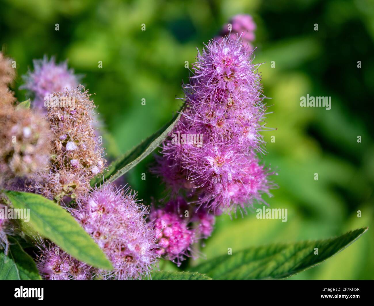 Pink flowering hardhack (Spiraea douglasii) against green background, also called douglasspirea, steeplebush or rose spirea, close up and selective fo Stock Photo