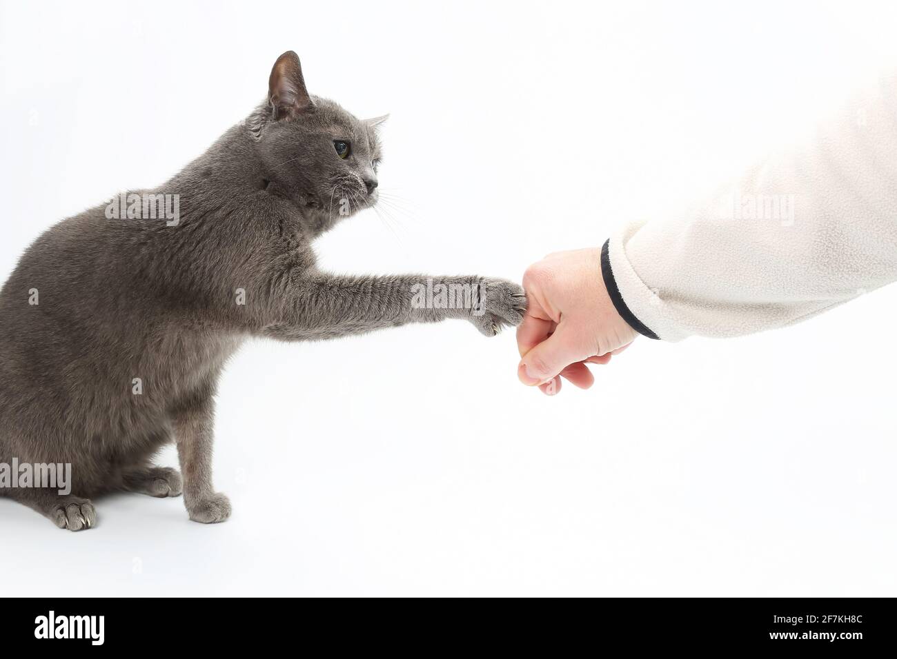 gray cat touches paw with claws the hand of the man Stock Photo Alamy