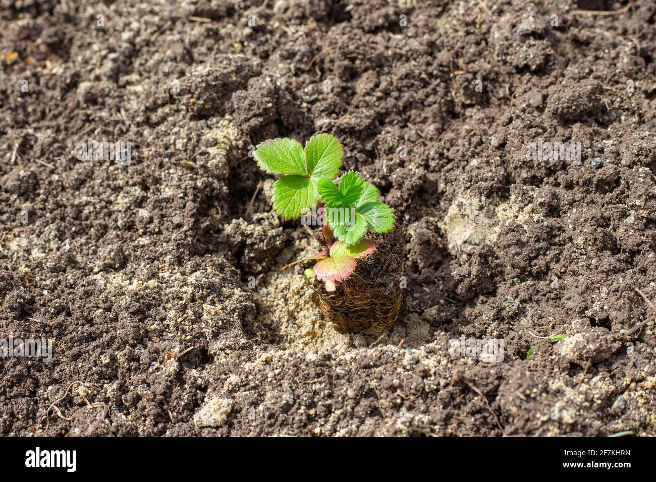 Strawberry plant roots hires stock photography and images Alamy