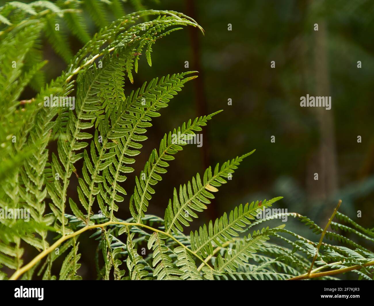 A New Forest bracken frond rolls across the frame like a bright green wave, capturing the detail and fractal symmetry of its leaves and branch. Stock Photo