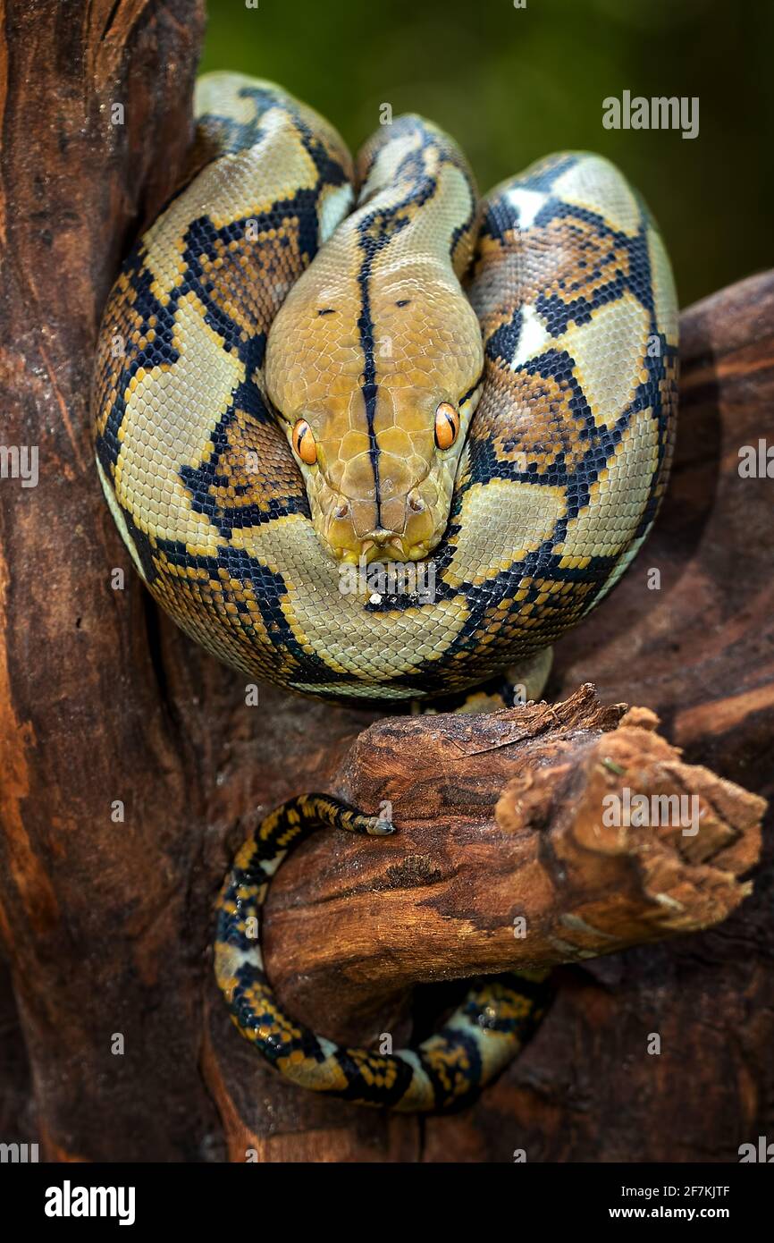 After Just Five Minutes, The Bird Was Swallowed Whole By The Retic ...