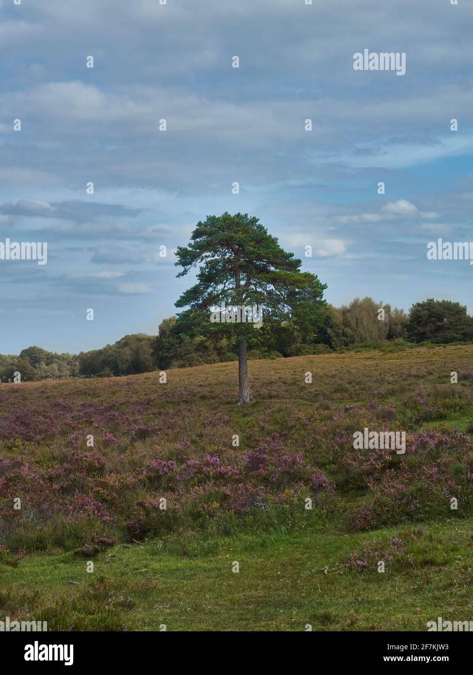 A tall tree isolated in an expanse of heather blossomed heathland ahead the trees of the forest edge. Autumn colours are emerging in the foliage. Stock Photo