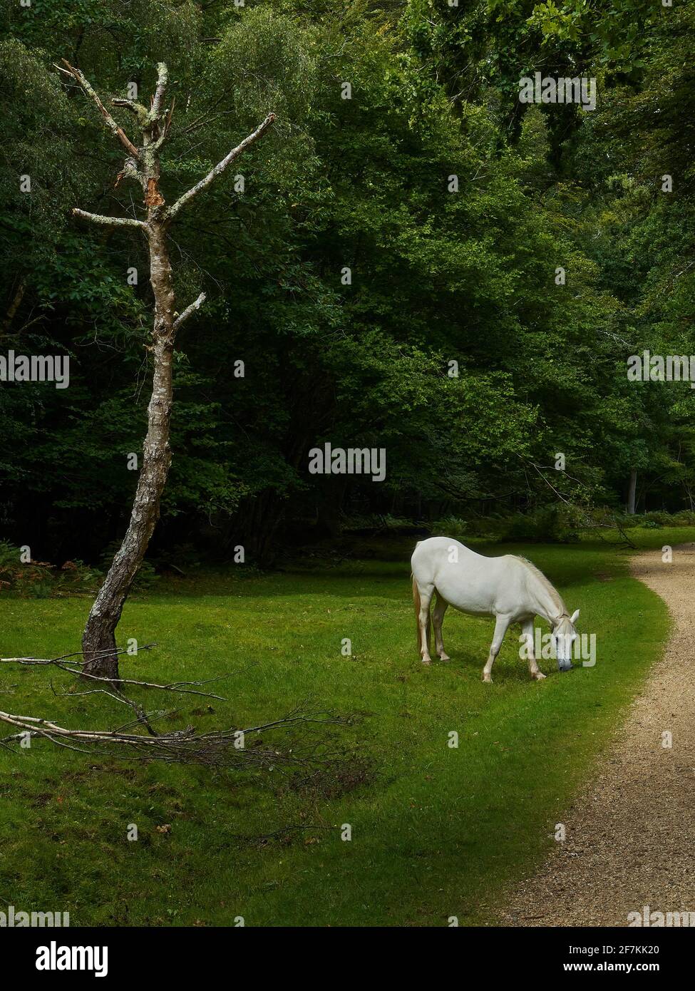 One of the emblematic, semi-wild New Forest Ponies by a footpath in a small forest clearing, next to a gnarled, leafless and dead-seeming birch. Stock Photo