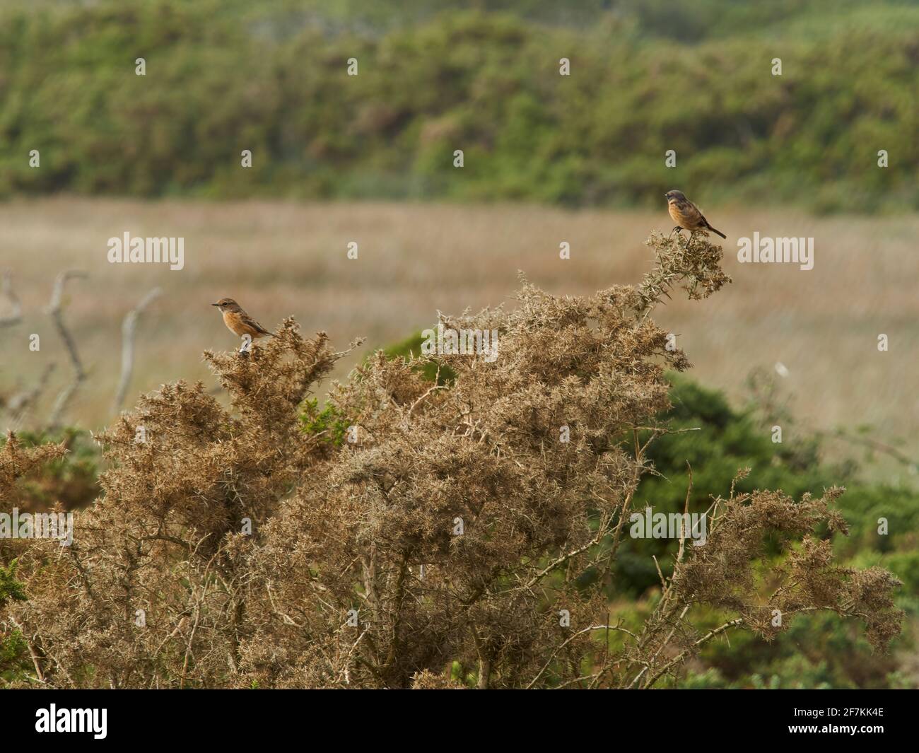 A pair of stonechats perched on a deeply textured gorse bush, against a de-focused background of bushes and golden grasses. Stock Photo