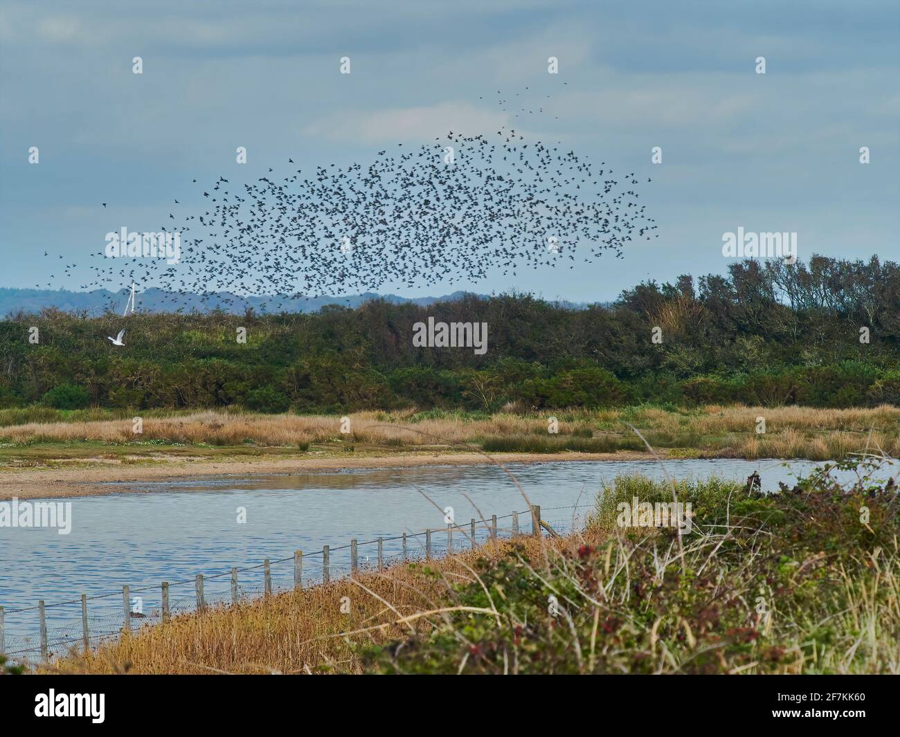 A large flock of distant birds flying in murmuration formation above a tree-bordered lake, a tangle of undergrowth and an eye-leading fence. Stock Photo