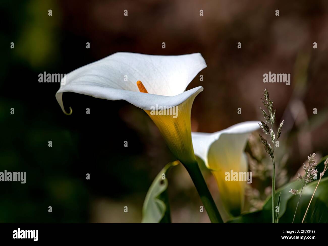 Calla lily in bloom in the tropical gardens of Costa Rica Stock Photo