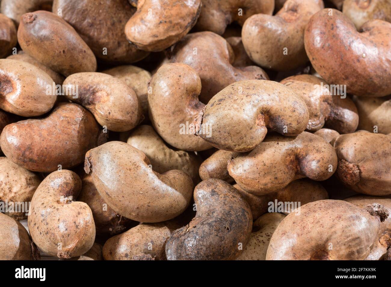 The cashew is a dry fruit with many properties and nutrients highlighting its great content in the mineral Selenium which is a great antioxidant Stock Photo