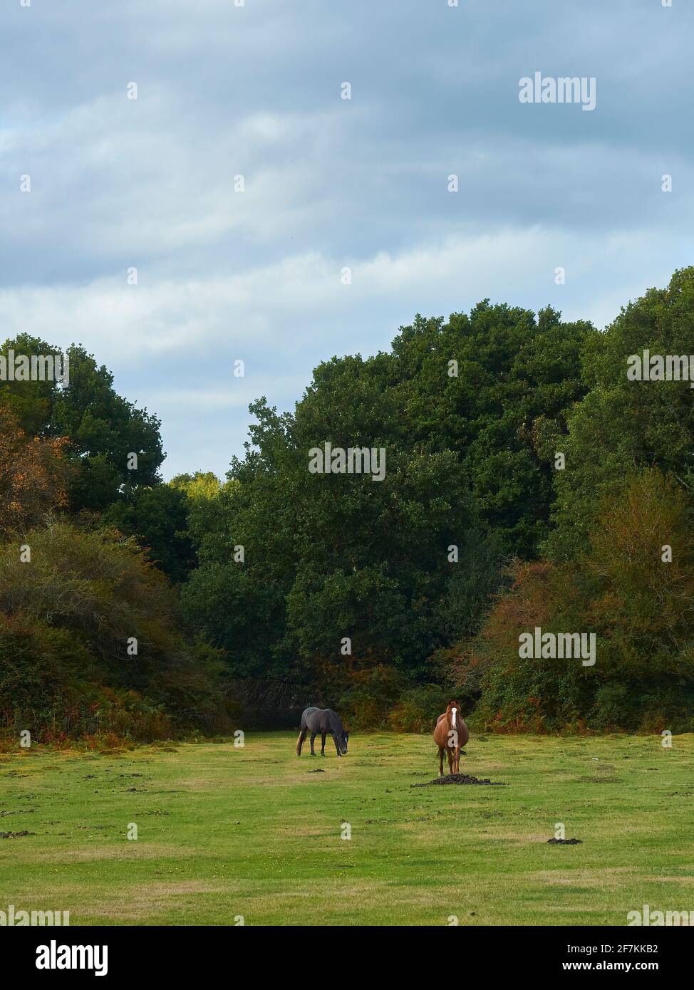 A pair of the emblematic, semi-wild New Forest Ponies emerging from the trees into a large, grassy clearing ahead of mature, autumn-touched trees. Stock Photo