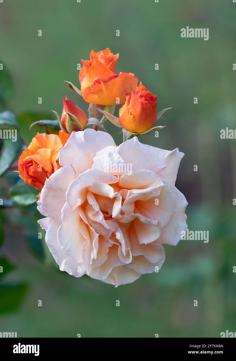 Rose flowers in bloom in the tropical gardens of Costa Rica Stock Photo -  Alamy