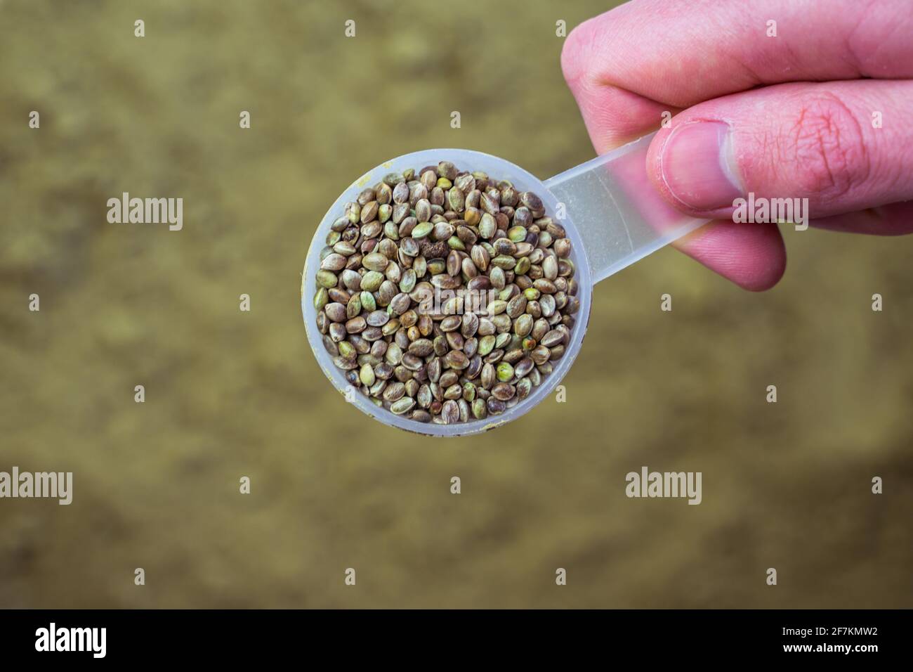 Jar of hemp protein powder. Space for text Stock Photo