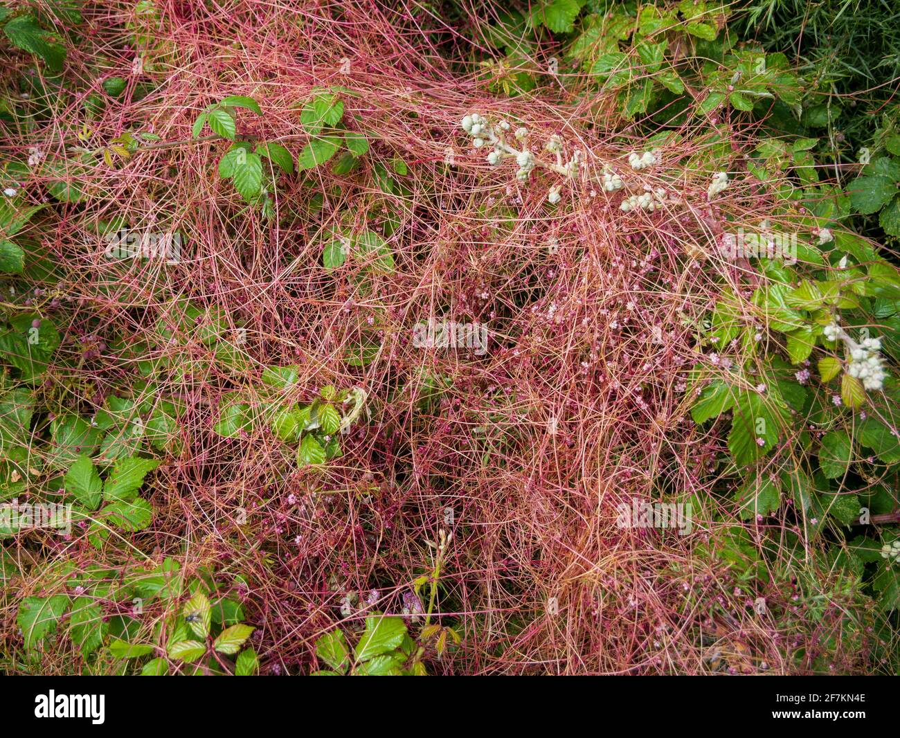 The parasitic bindweed Dodder (Cuscuta epithymum) growing on bramble (Rubus fruticosus) on the North Devon Coast Area of Outstanding Natural Beauty, England. Stock Photo