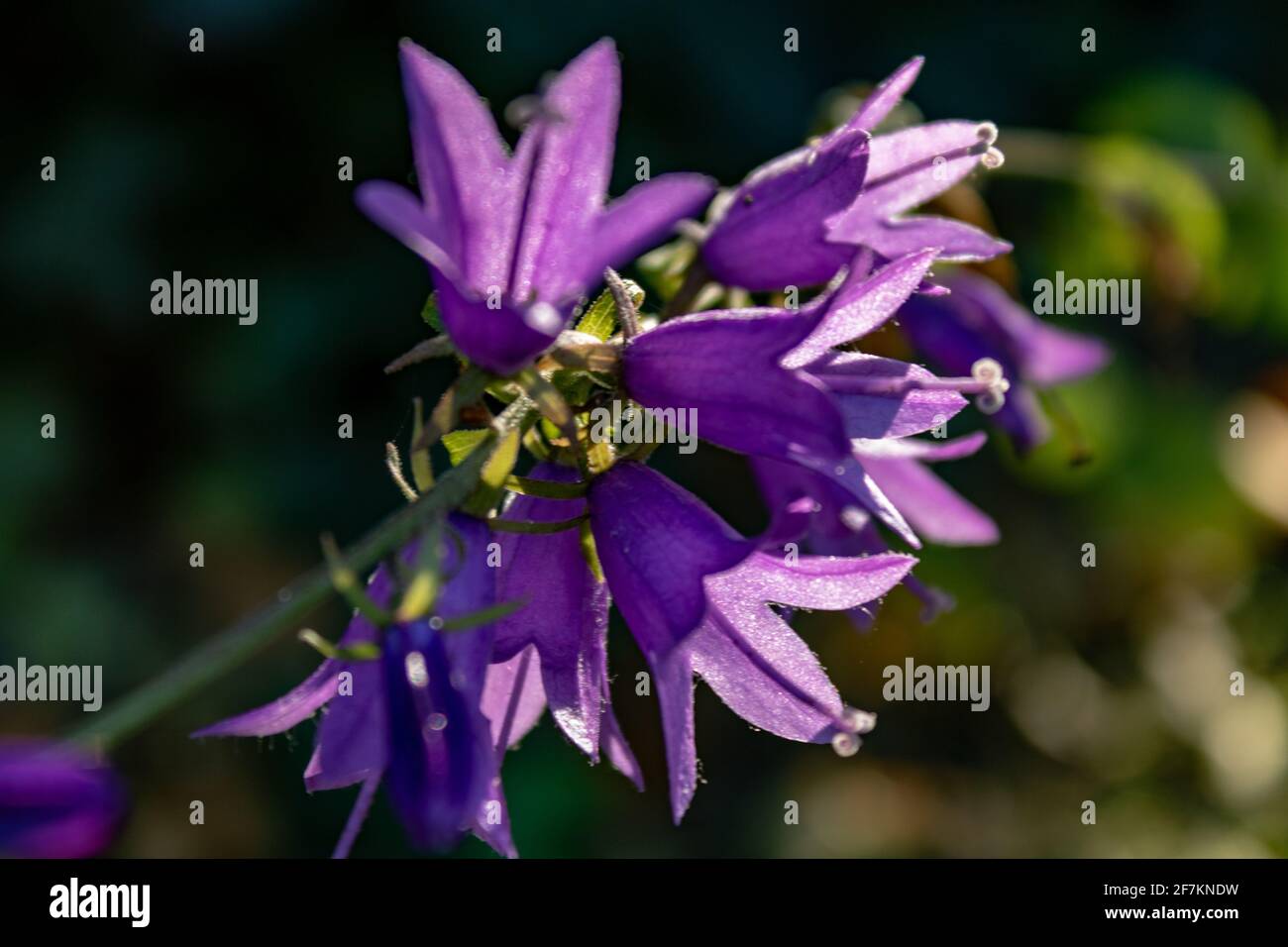 Rampion bellflower (Campanula rapunculus) Stock Photo