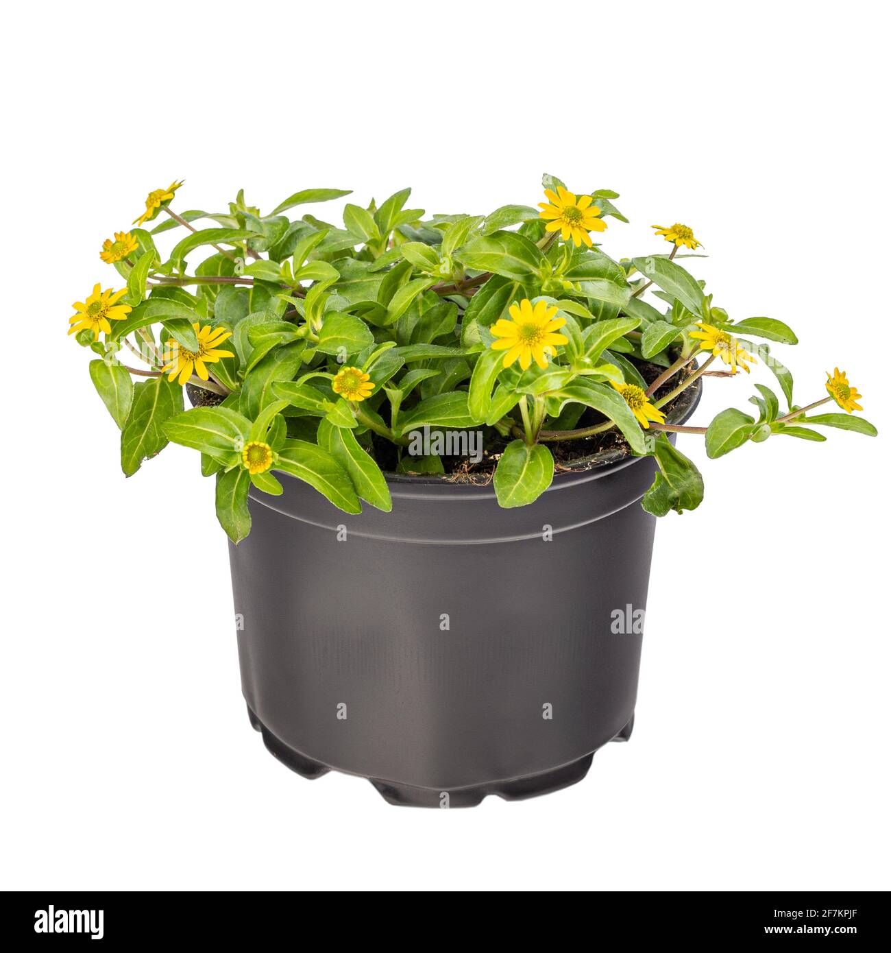 Mexican creeping zinnia, potted Stock Photo