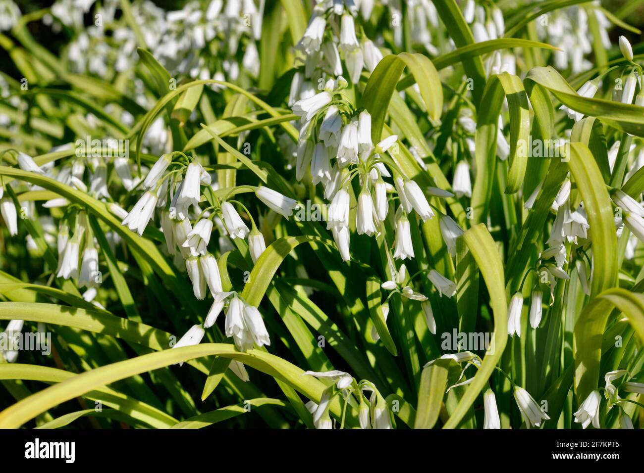 Onion weed hi-res stock photography and images - Alamy