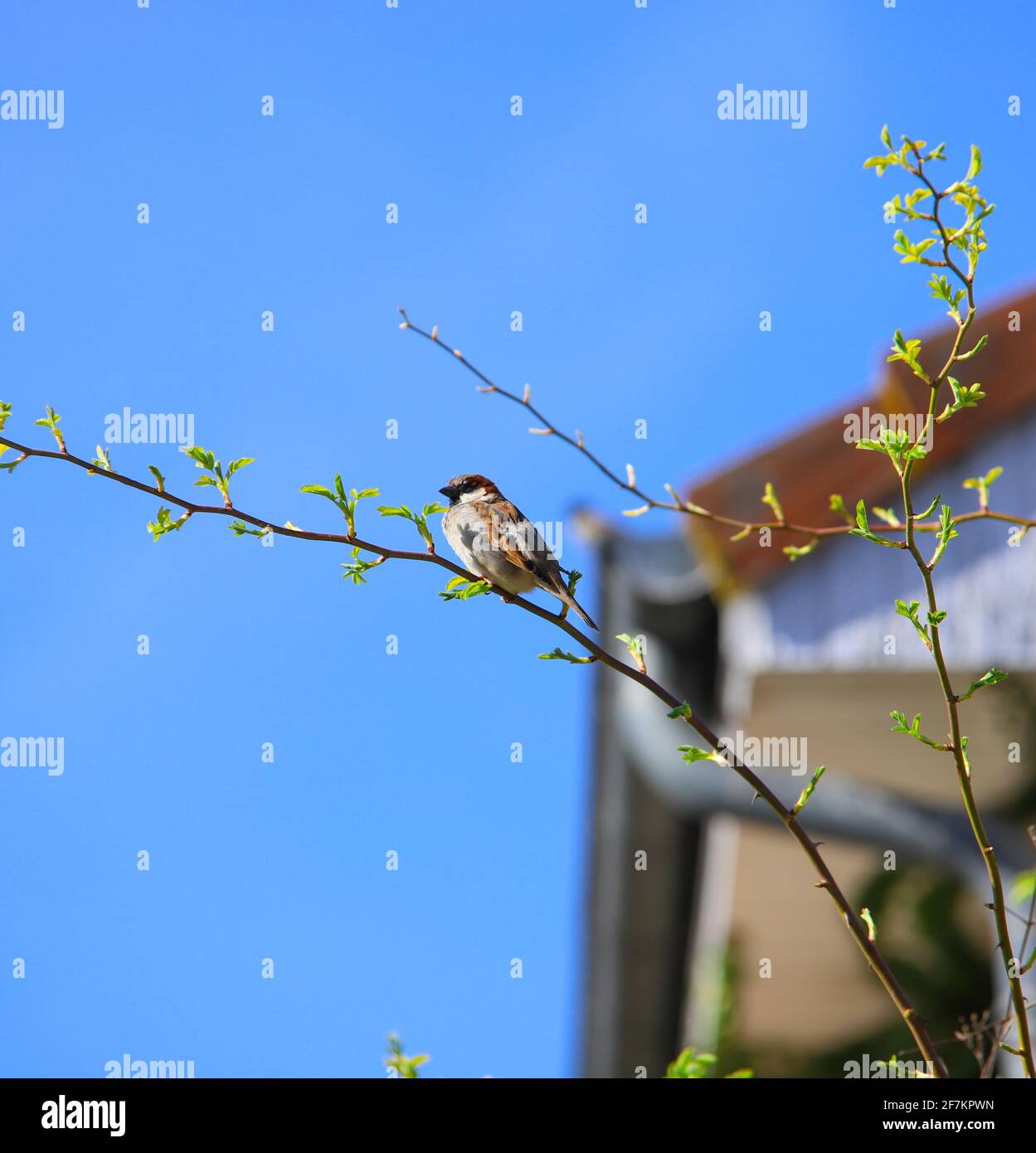Singing sparrow Stock Photo
