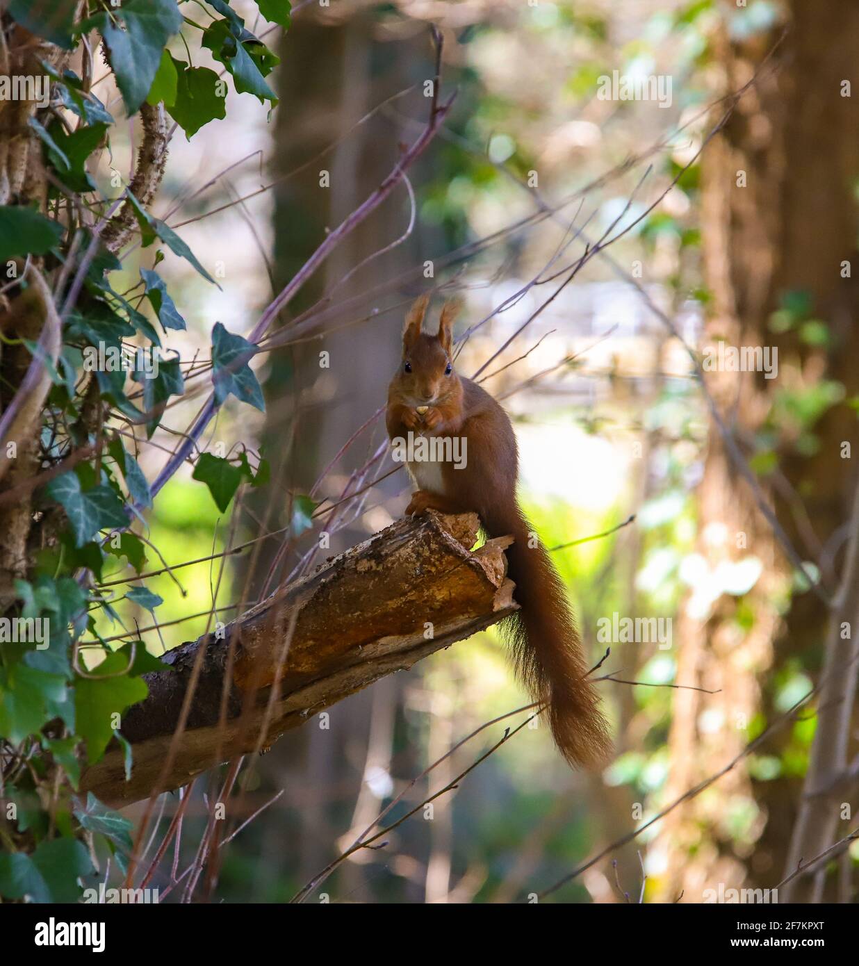 Little squirrel eating a nut on a tree of a park Stock Photo