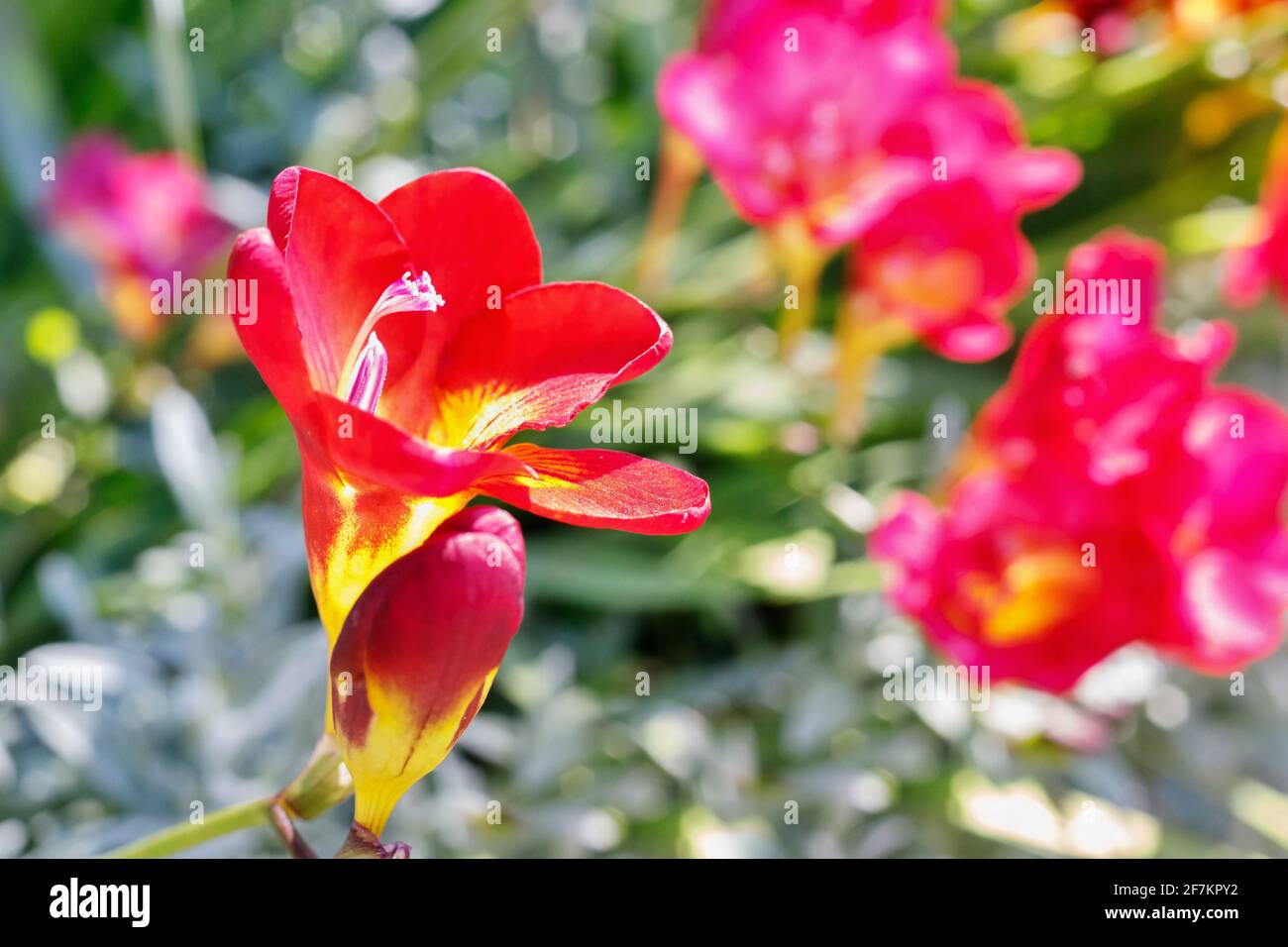 Red flowers of freesia , fragrant funnel shaped flowers in a bright  sunny day Stock Photo
