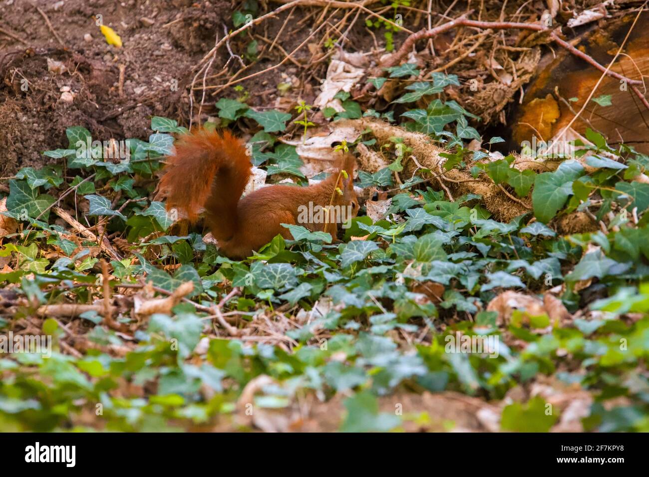 Digging squirrel Stock Photo