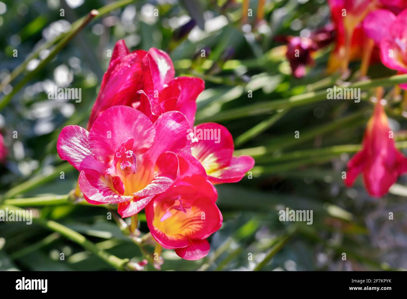 Red flowers of freesia , fragrant funnel shaped flowers in a bright  sunny day Stock Photo
